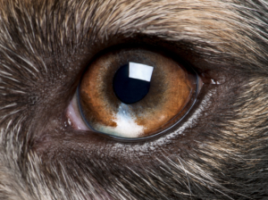 Fox-Eye in Nahaufnahme